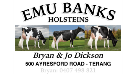 Emu Banks Holsteins